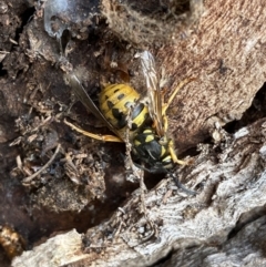 Vespula germanica at Carwoola, NSW - 22 Jul 2022