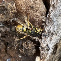 Vespula germanica at Carwoola, NSW - 22 Jul 2022