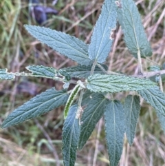 Gynatrix pulchella (Hemp Bush) at Carwoola, NSW - 22 Jul 2022 by SteveBorkowskis