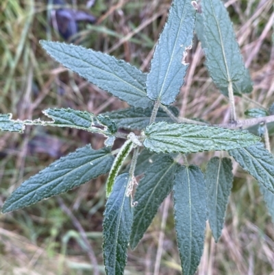 Gynatrix pulchella (Hemp Bush) at Carwoola, NSW - 22 Jul 2022 by SteveBorkowskis