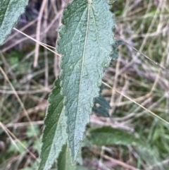 Gynatrix pulchella at Carwoola, NSW - 22 Jul 2022 01:45 PM