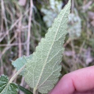 Gynatrix pulchella at Carwoola, NSW - 22 Jul 2022 01:45 PM