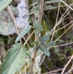 Gynatrix pulchella at Carwoola, NSW - 22 Jul 2022 01:45 PM