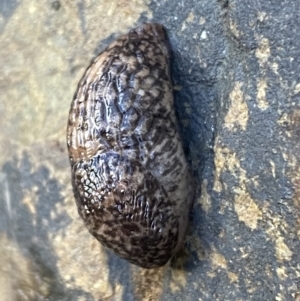 Deroceras reticulatum at Carwoola, NSW - 22 Jul 2022 01:31 PM