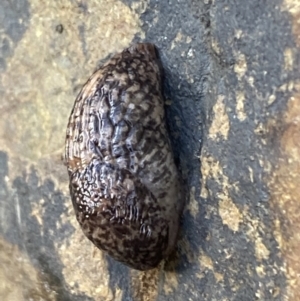 Deroceras reticulatum at Carwoola, NSW - 22 Jul 2022