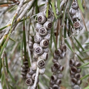 Callistemon sieberi at Carwoola, NSW - 22 Jul 2022