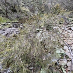 Callistemon sieberi at Carwoola, NSW - 22 Jul 2022 01:20 PM