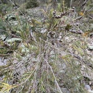 Callistemon sieberi at Carwoola, NSW - 22 Jul 2022