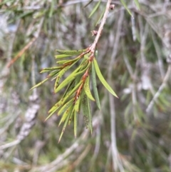 Callistemon sieberi at Carwoola, NSW - 22 Jul 2022 01:20 PM