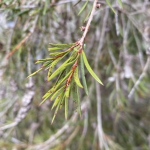 Callistemon sieberi at Carwoola, NSW - 22 Jul 2022