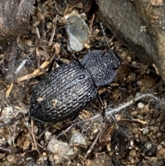 Adelium porcatum (Darkling Beetle) at Carwoola, NSW - 22 Jul 2022 by SteveBorkowskis