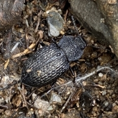 Adelium porcatum (Darkling Beetle) at QPRC LGA - 22 Jul 2022 by Steve_Bok