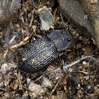 Adelium porcatum (Darkling Beetle) at Carwoola, NSW - 22 Jul 2022 by SteveBorkowskis
