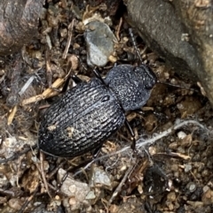 Adelium porcatum (Darkling Beetle) at Cuumbeun Nature Reserve - 22 Jul 2022 by Steve_Bok