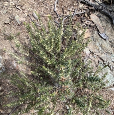 Melichrus urceolatus (Urn Heath) at Carwoola, NSW - 22 Jul 2022 by SteveBorkowskis