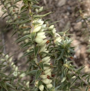 Melichrus urceolatus at Carwoola, NSW - 22 Jul 2022