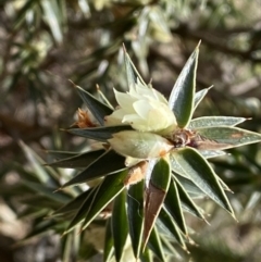 Melichrus urceolatus at Carwoola, NSW - 22 Jul 2022