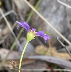 Brachyscome rigidula at Carwoola, NSW - 22 Jul 2022 01:00 PM