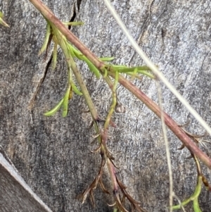 Brachyscome rigidula at Carwoola, NSW - 22 Jul 2022 01:00 PM