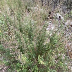 Teucrium corymbosum (Forest Germander) at Carwoola, NSW - 22 Jul 2022 by SteveBorkowskis