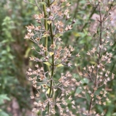 Teucrium corymbosum at Carwoola, NSW - 22 Jul 2022 12:47 PM