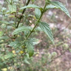 Teucrium corymbosum at Carwoola, NSW - 22 Jul 2022 12:47 PM