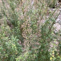 Teucrium corymbosum at Carwoola, NSW - 22 Jul 2022