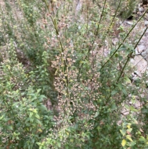 Teucrium corymbosum at Carwoola, NSW - 22 Jul 2022 12:47 PM