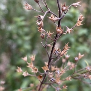 Teucrium corymbosum at Carwoola, NSW - 22 Jul 2022 12:47 PM