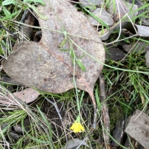 Crepis capillaris at Carwoola, NSW - 22 Jul 2022 12:38 PM