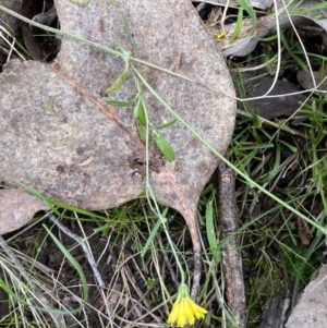 Crepis capillaris at Carwoola, NSW - 22 Jul 2022 12:38 PM