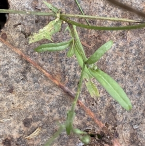Crepis capillaris at Carwoola, NSW - 22 Jul 2022