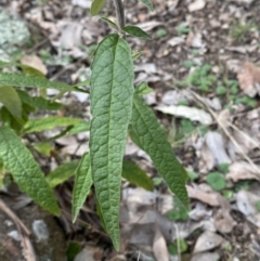 Olearia lirata at Carwoola, NSW - 22 Jul 2022