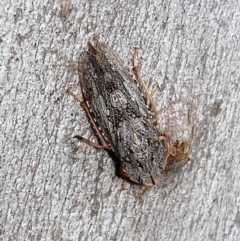 Stenocotis depressa (Leafhopper) at Cuumbeun Nature Reserve - 22 Jul 2022 by Steve_Bok