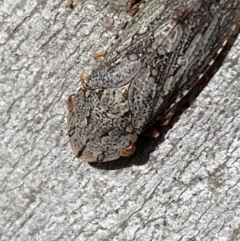 Stenocotis depressa at Carwoola, NSW - 22 Jul 2022