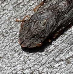 Stenocotis depressa at Carwoola, NSW - 22 Jul 2022 12:26 PM