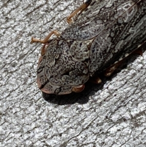 Stenocotis depressa at Carwoola, NSW - 22 Jul 2022