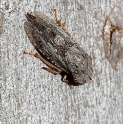 Stenocotis depressa at Carwoola, NSW - 22 Jul 2022 12:26 PM