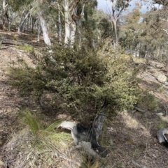 Pomaderris betulina subsp. betulina (Birch Pomaderris) at Carwoola, NSW - 22 Jul 2022 by Steve_Bok
