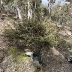 Pomaderris betulina subsp. betulina (Birch Pomaderris) at Carwoola, NSW - 22 Jul 2022 by SteveBorkowskis