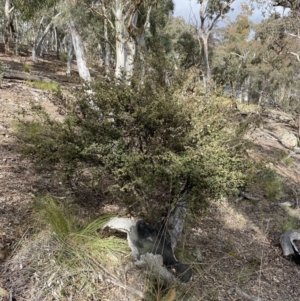 Pomaderris betulina subsp. betulina at Carwoola, NSW - 22 Jul 2022