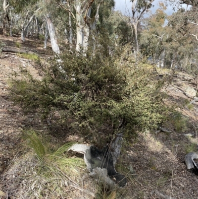 Pomaderris betulina subsp. betulina (Birch Pomaderris) at Carwoola, NSW - 22 Jul 2022 by SteveBorkowskis