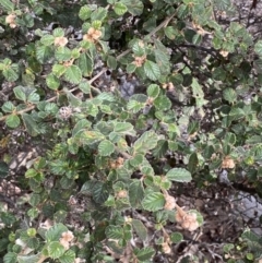 Pomaderris betulina subsp. betulina at Carwoola, NSW - 22 Jul 2022