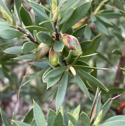 Styphelia triflora (Five-corners) at Cuumbeun Nature Reserve - 22 Jul 2022 by Steve_Bok