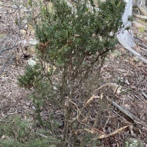 Styphelia triflora at Carwoola, NSW - 22 Jul 2022