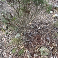 Styphelia triflora at Carwoola, NSW - 22 Jul 2022