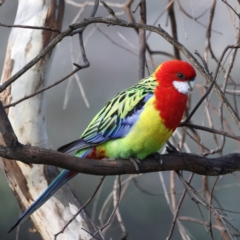 Platycercus eximius at Ainslie, ACT - 19 Jul 2022