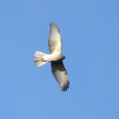 Accipiter cirrocephalus (Collared Sparrowhawk) at Ainslie, ACT - 19 Jul 2022 by jb2602