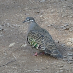 Phaps chalcoptera (Common Bronzewing) at QPRC LGA - 20 Jul 2022 by Steve_Bok