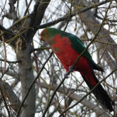 Alisterus scapularis (Australian King-Parrot) at Jerrabomberra, NSW - 20 Jul 2022 by SteveBorkowskis